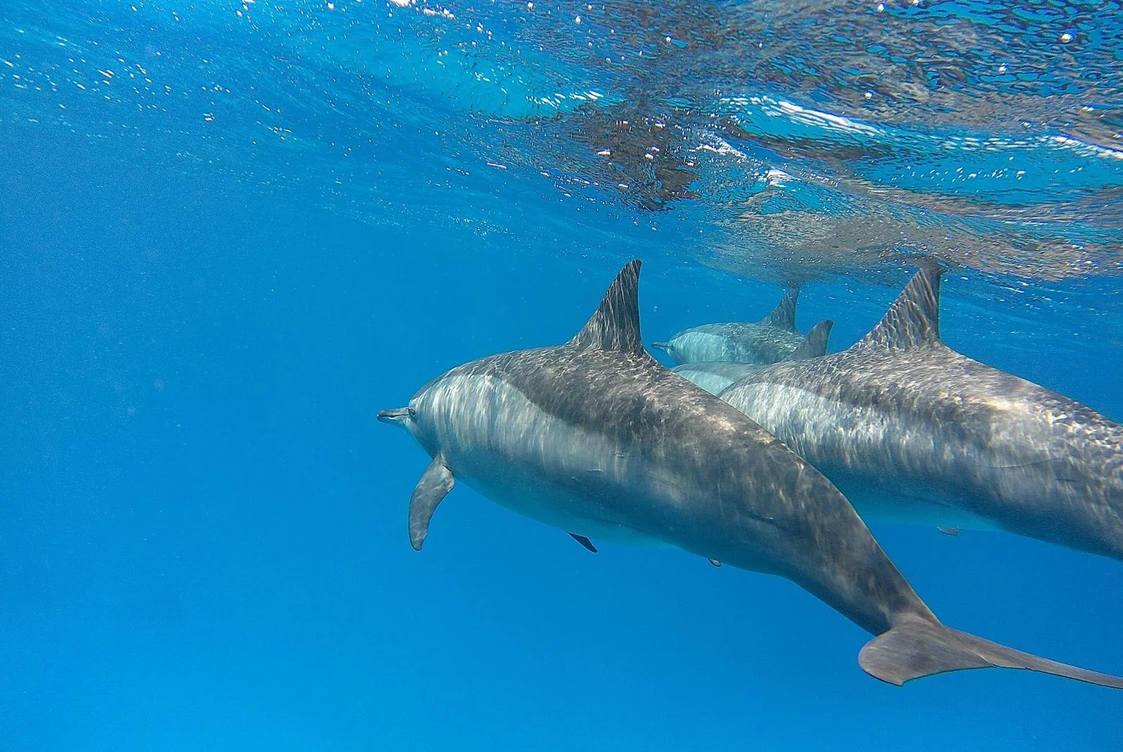 Spinner dolphins gliding just beneath the surface