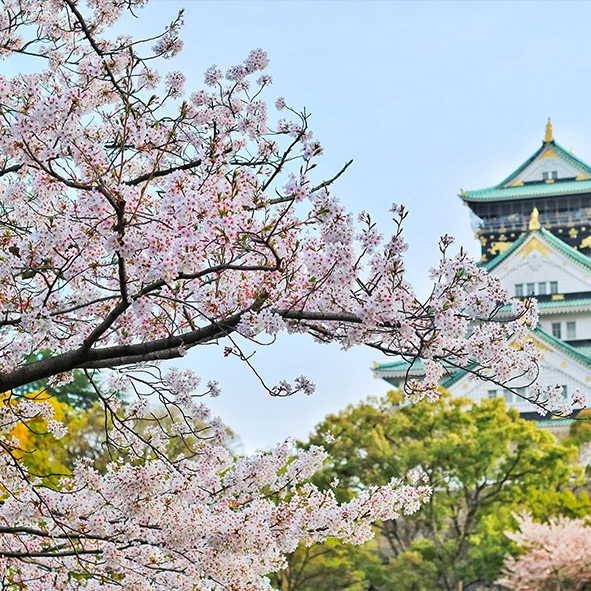 Cherry blossom in full bloom against a soft spring sky
